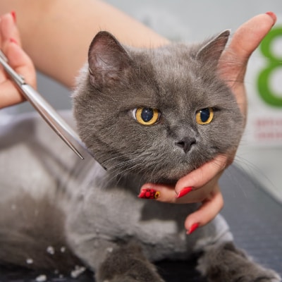 CAT HAIRCUTS